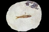 Fossil Fish (Knightia) - With Display Case #105590-1